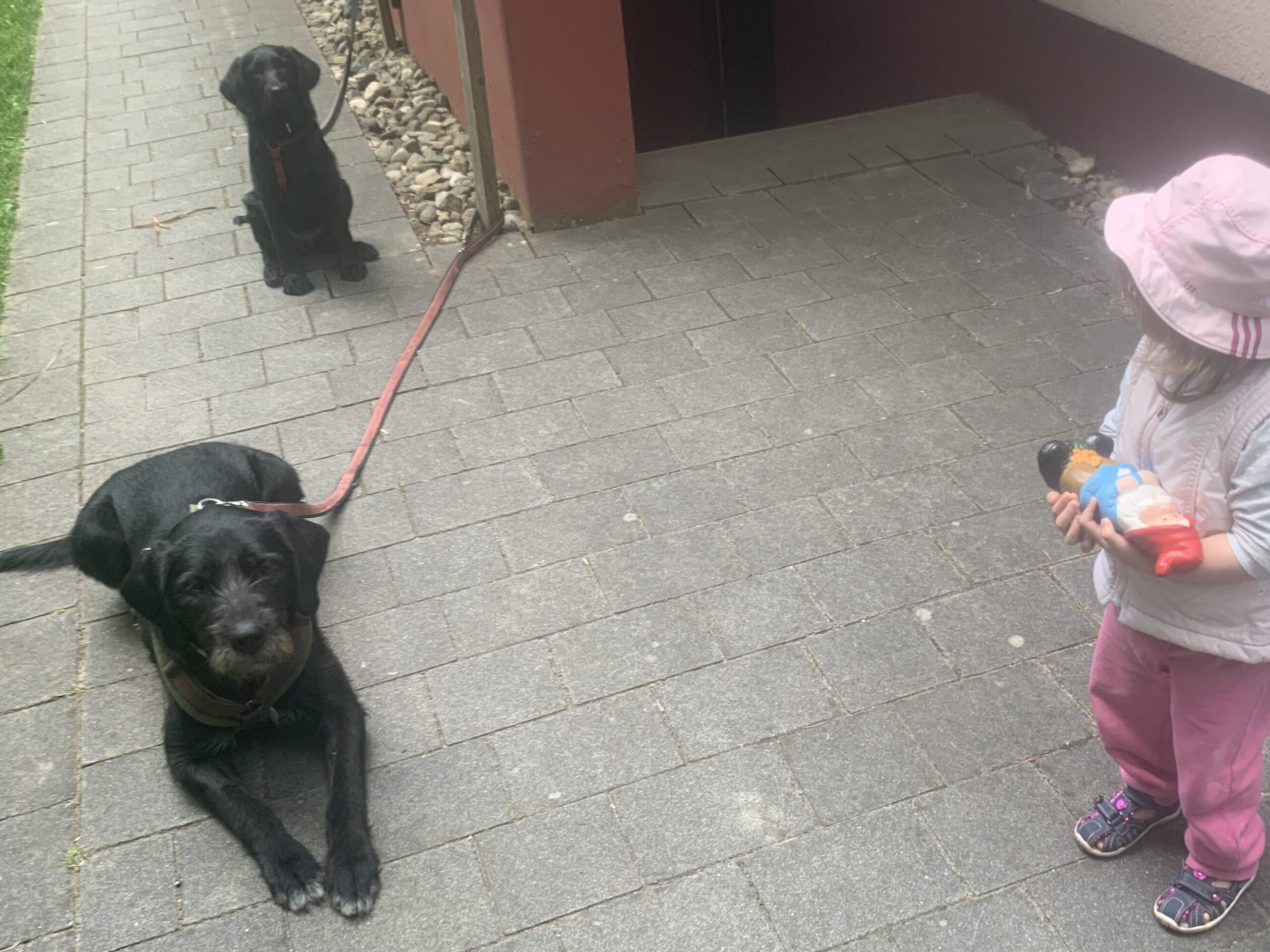 Kleines Kind mit zwei Hunden